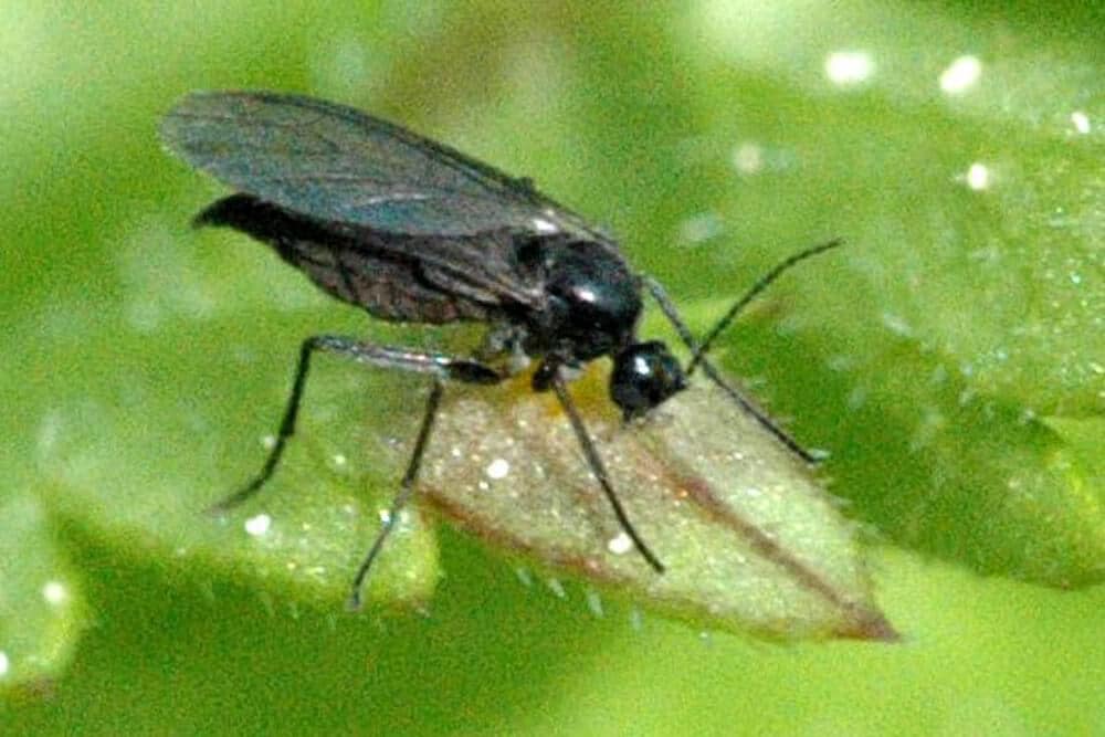 Stopping-fungus-gnats