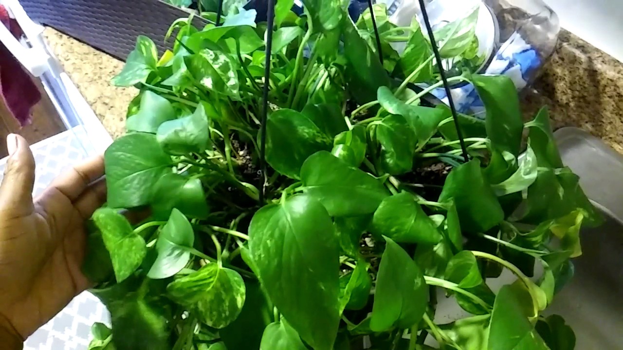 Watering Pothos Plant