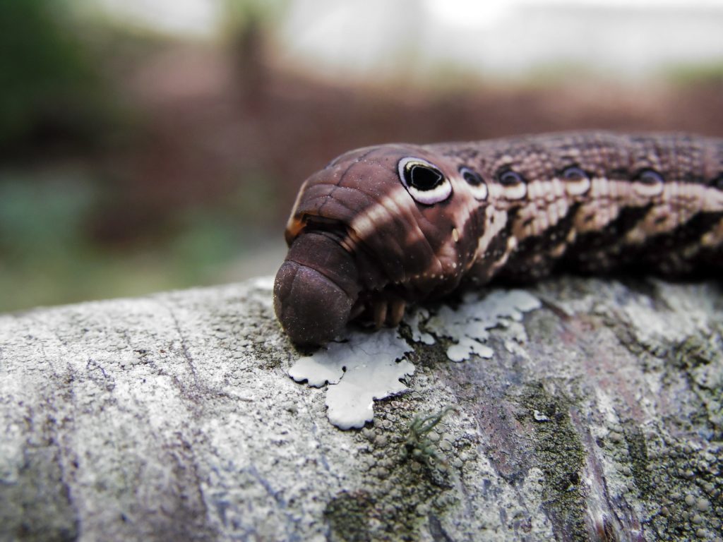 Caterpillar